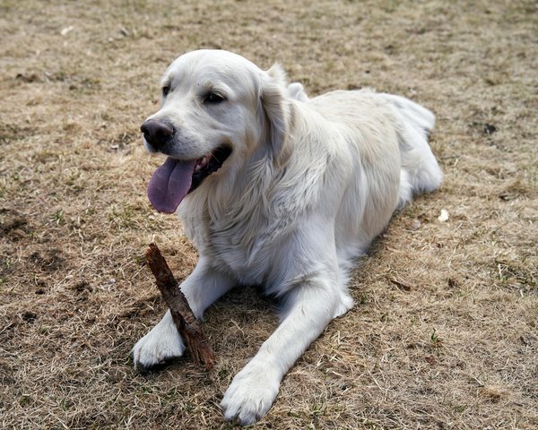 Safari photo : comment observer les animaux de la savane sans les perturber
