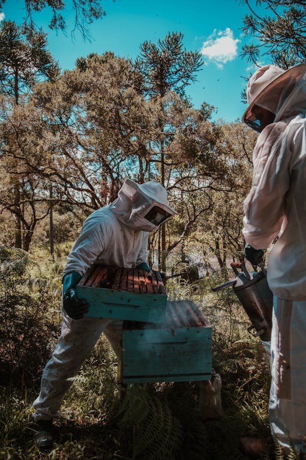 Matériel d'apiculteur essentiel pour débutants et pros