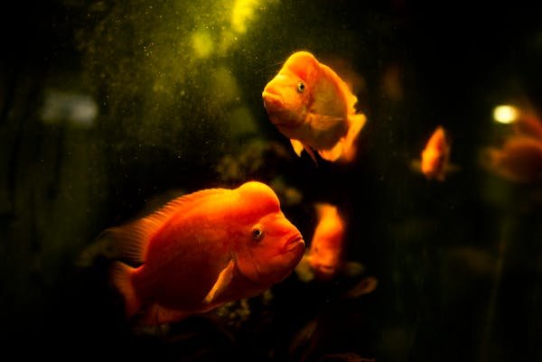 Blog sur l'aquariophilie : les clés pour choisir vos poissons
